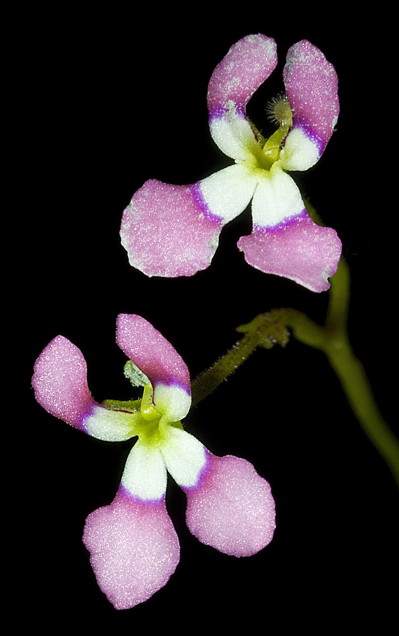 Stylidium utricularioides: KRT4072