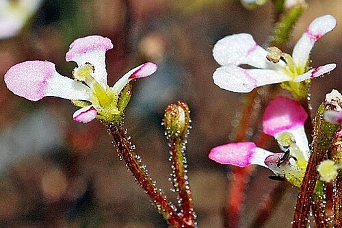 Stylidium utricularioides: Stylidium sp. [1]