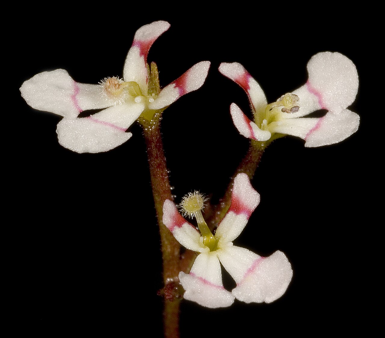Stylidium utricularioides: F Hort 3497