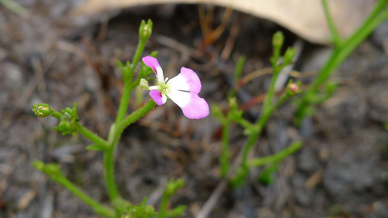 Stylidium utricularioides: Trigger-plant, a species of Stylidium . Christmas Tree Well, Western Australia, November 2011.