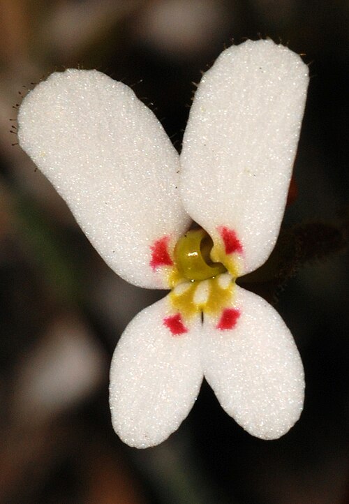 Stylidium vinosum: The Stylidium vinosum flowers mid October in a restricted area. It is a plant requiring more research. The flowers are white with red markings, throat yellow wi