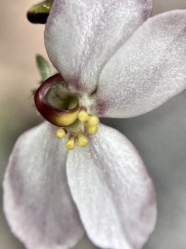 Stylidium violaceum (Stylidium violaceum)