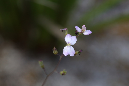 Stylidium violaceum (Stylidium violaceum)