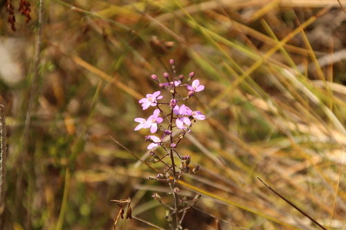 Stylidium violaceum (Stylidium violaceum)