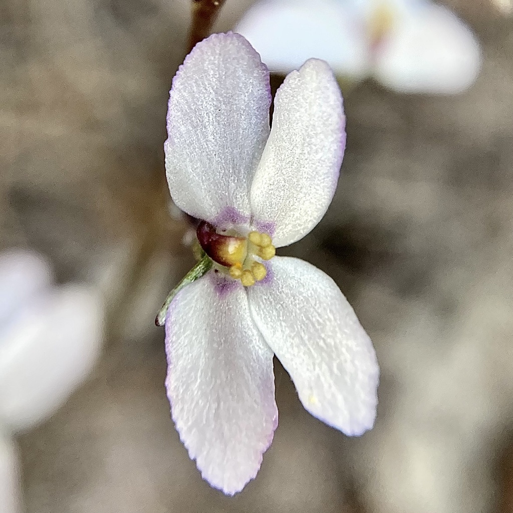 Stylidium violaceum (Stylidium violaceum)