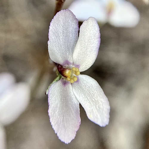 Stylidium violaceum (Stylidium violaceum)
