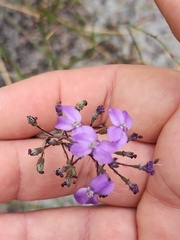 Stylidium violaceum (Stylidium violaceum)