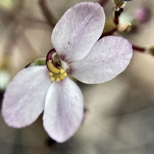 Stylidium violaceum (Stylidium violaceum)