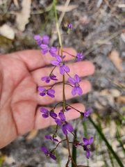 Stylidium violaceum (Stylidium violaceum)