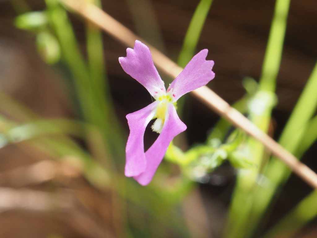 Stylidium weeliwolli (Stylidium weeliwolli)