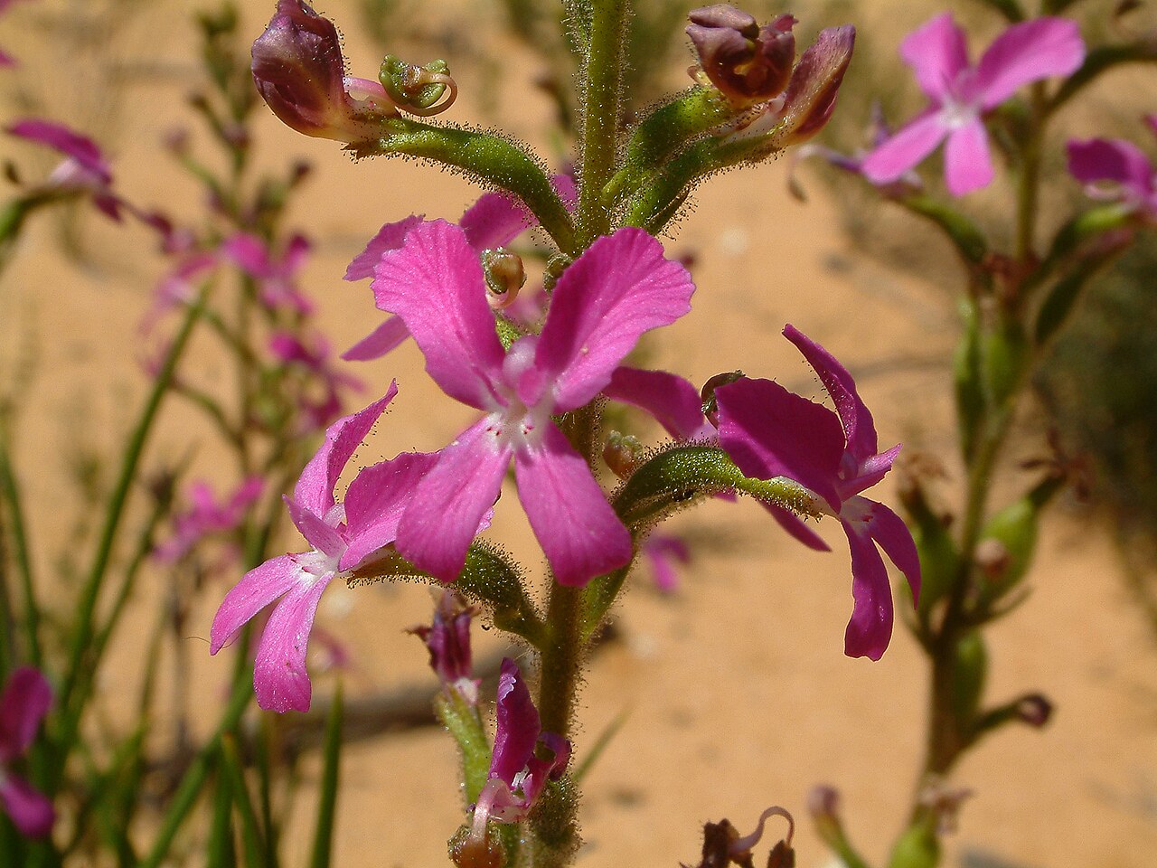 Stylidium wilroyense: Threatened flora Flowers between October to November Grows to a height of 50cm. A grand flower to see!! Photos: Jean 5 Oct 2004