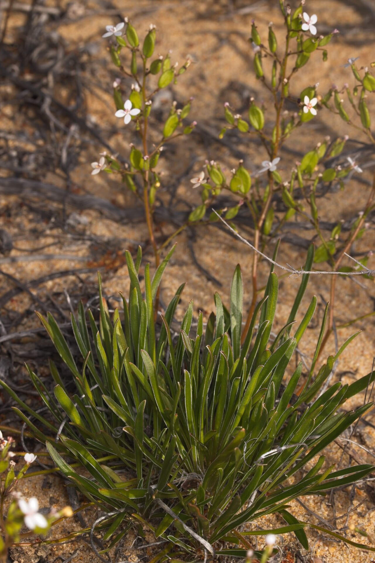 Stylidium yilgarnense: Stylidium yilgarnense in Australia