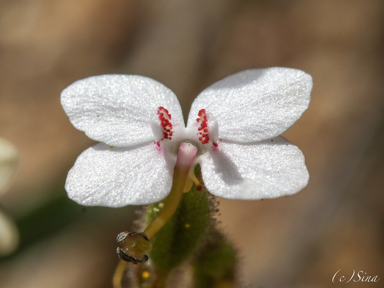 Stylidium yilgarnense: Stylidium yilgarnense in Australia