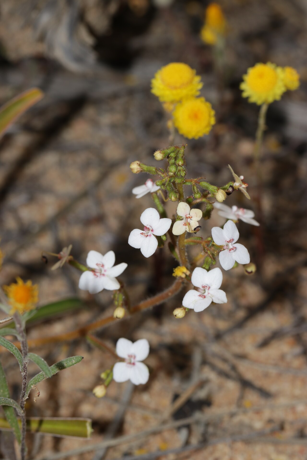 Stylidium yilgarnense: Stylidium yilgarnense in Australia