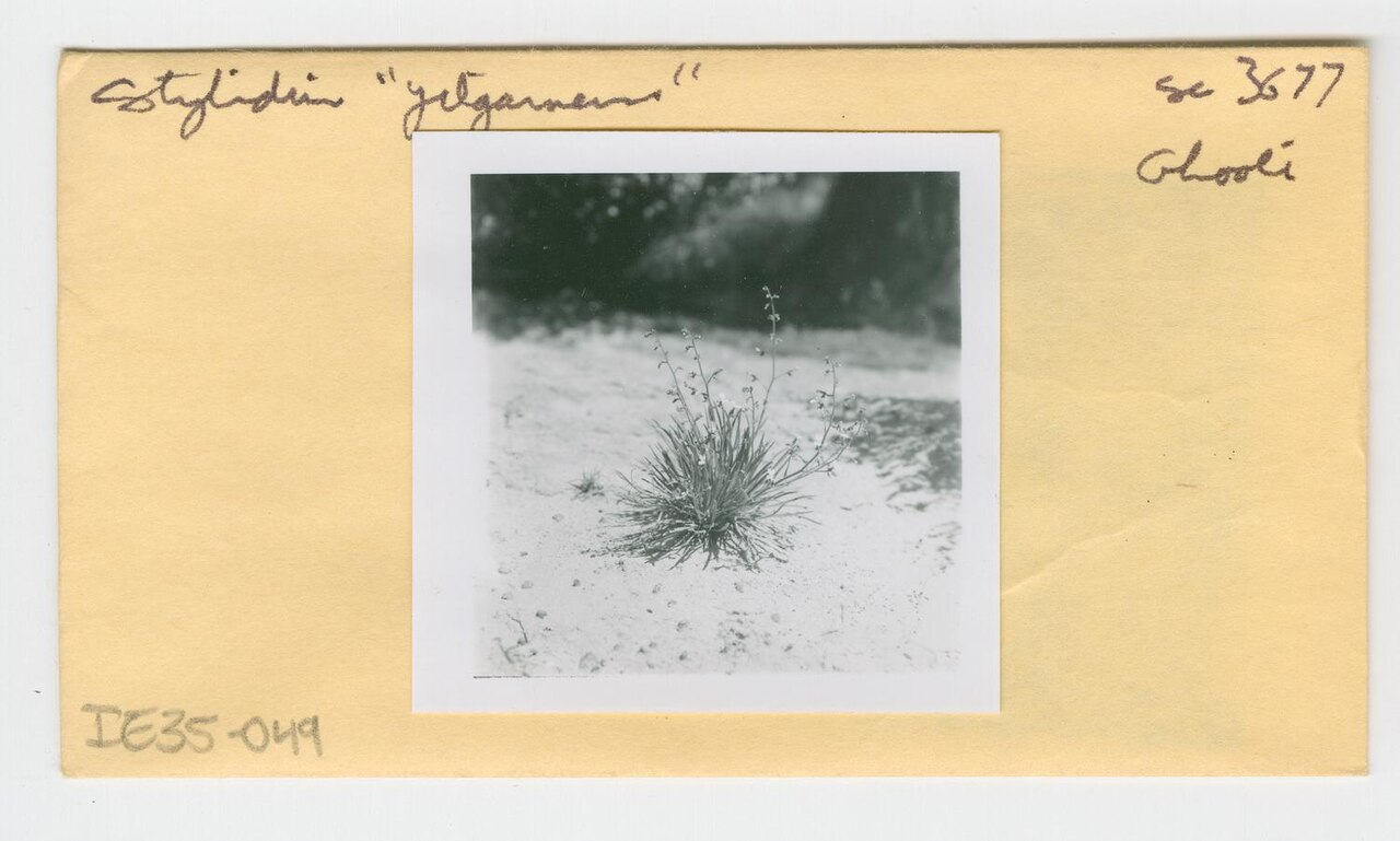 Stylidium yilgarnense: Rectangular, paper envelope containing specimen photographs and/or negatives that has handwritten notes describing: the scientific name of the specimen at the F
