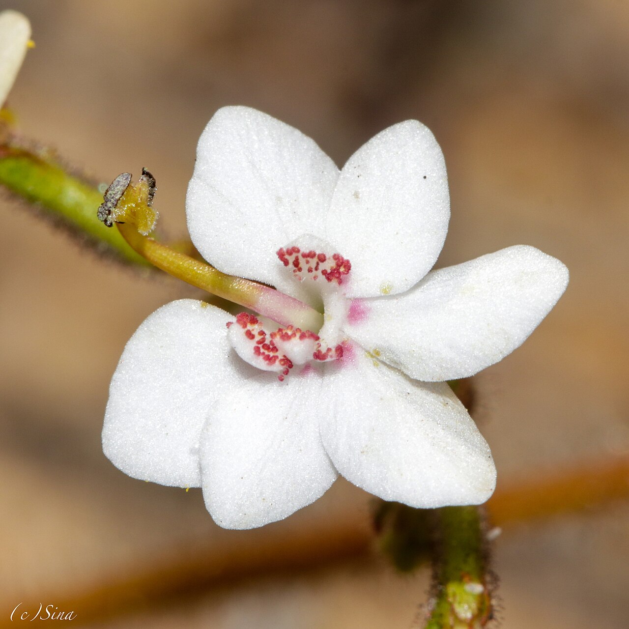 Stylidium yilgarnense: Stylidium yilgarnense. Species of plant.