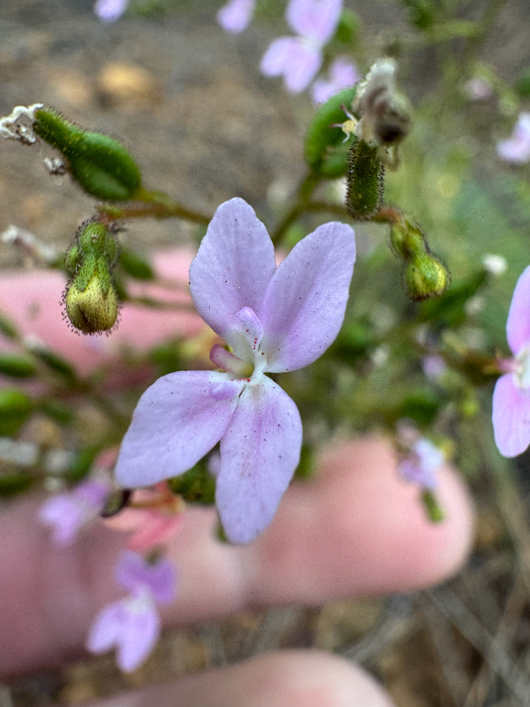 Stylidium yilgarnense (Stylidium yilgarnense)