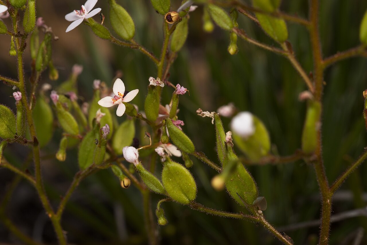 Stylidium yilgarnense: Stylidium yilgarnense in Australia