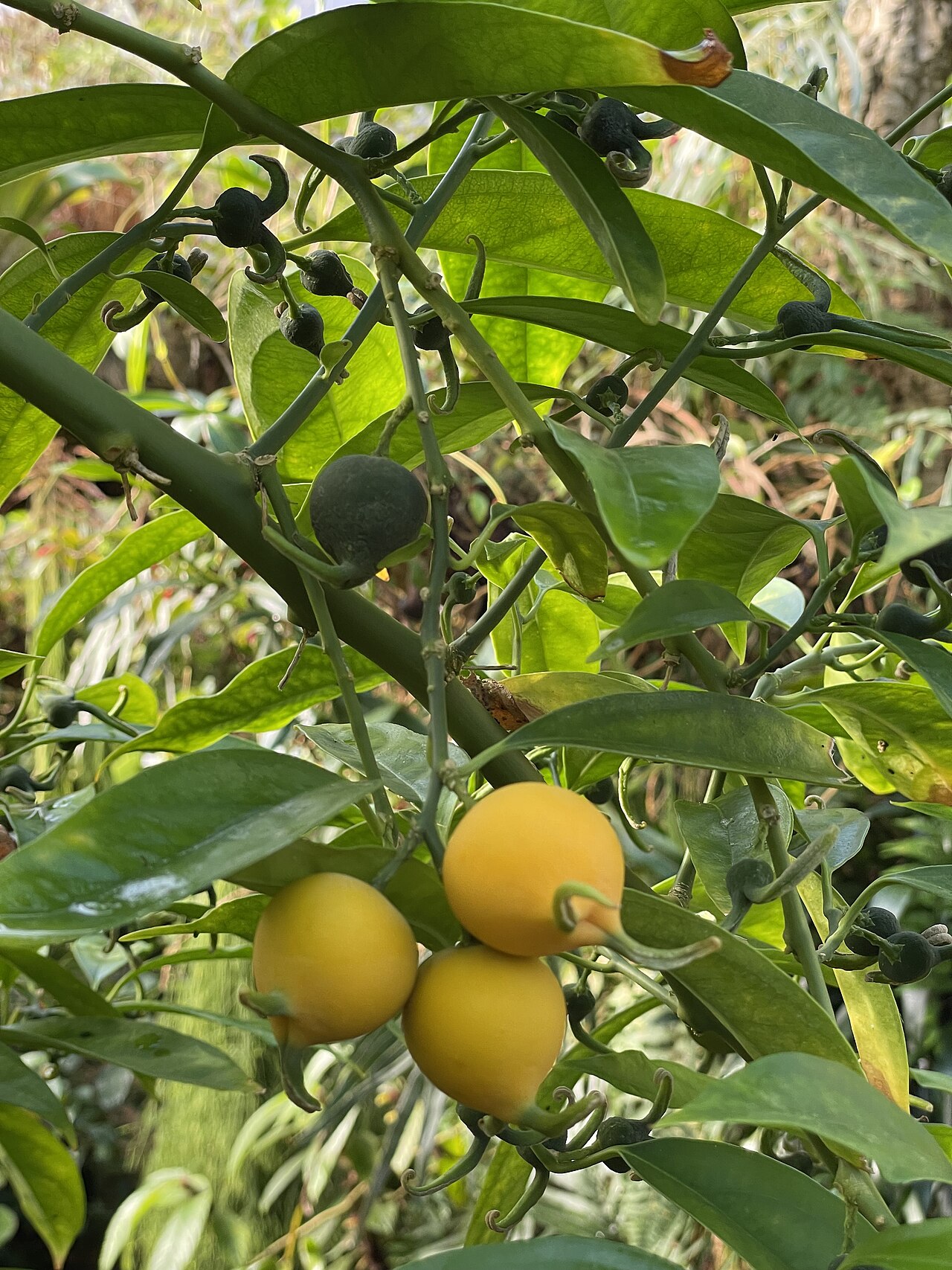 Styloceras brokawii: Styloceras brokawii, Botanischer Garten der Universität Zürich