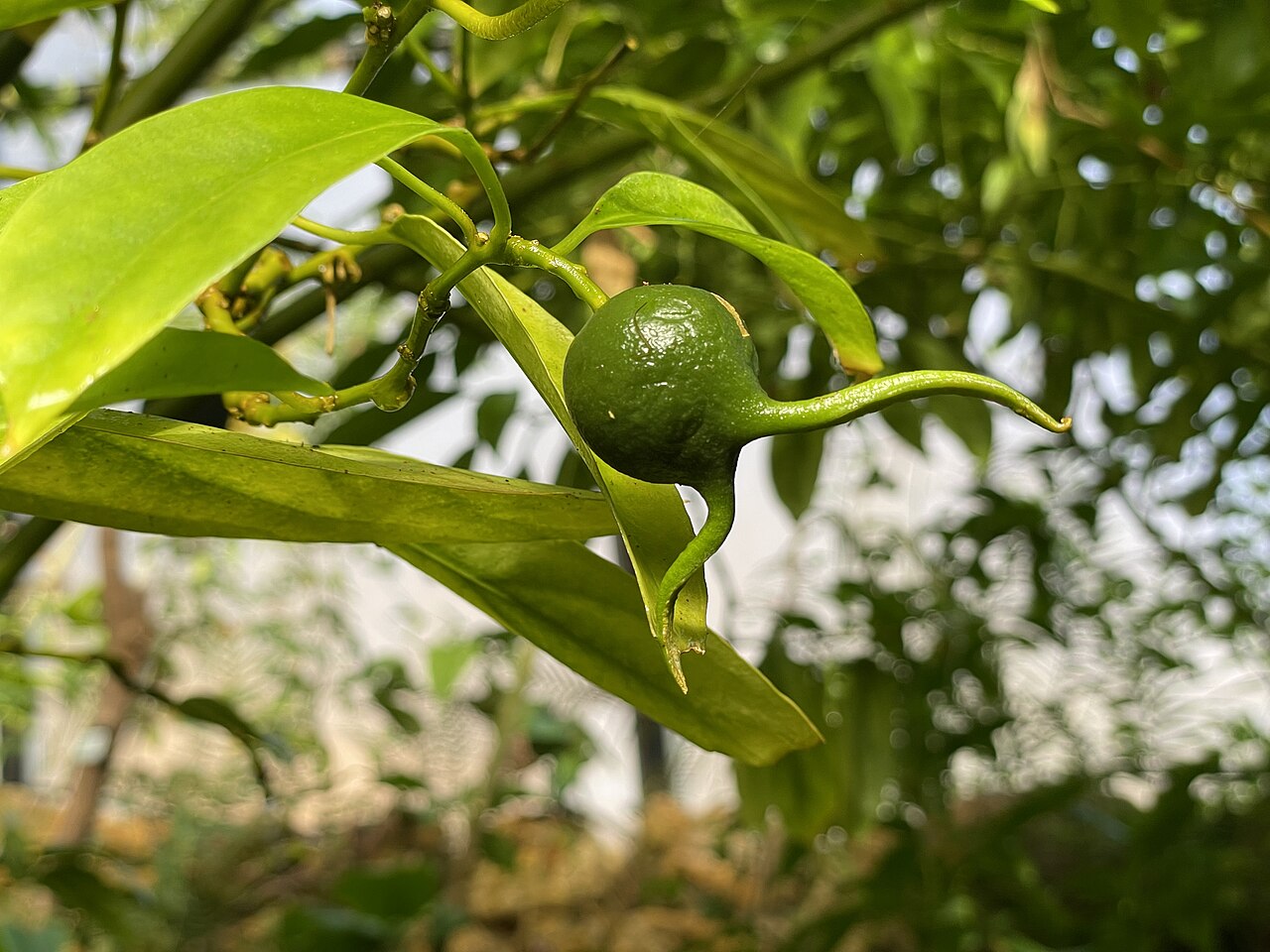 Styloceras brokawii: Styloceras brokawii, Botanischer Garten der Universität Zürich