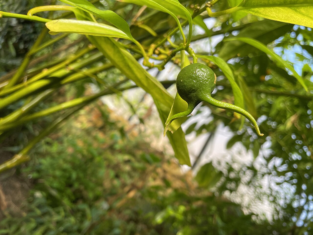 Styloceras brokawii: Styloceras brokawii, Botanischer Garten der Universität Zürich