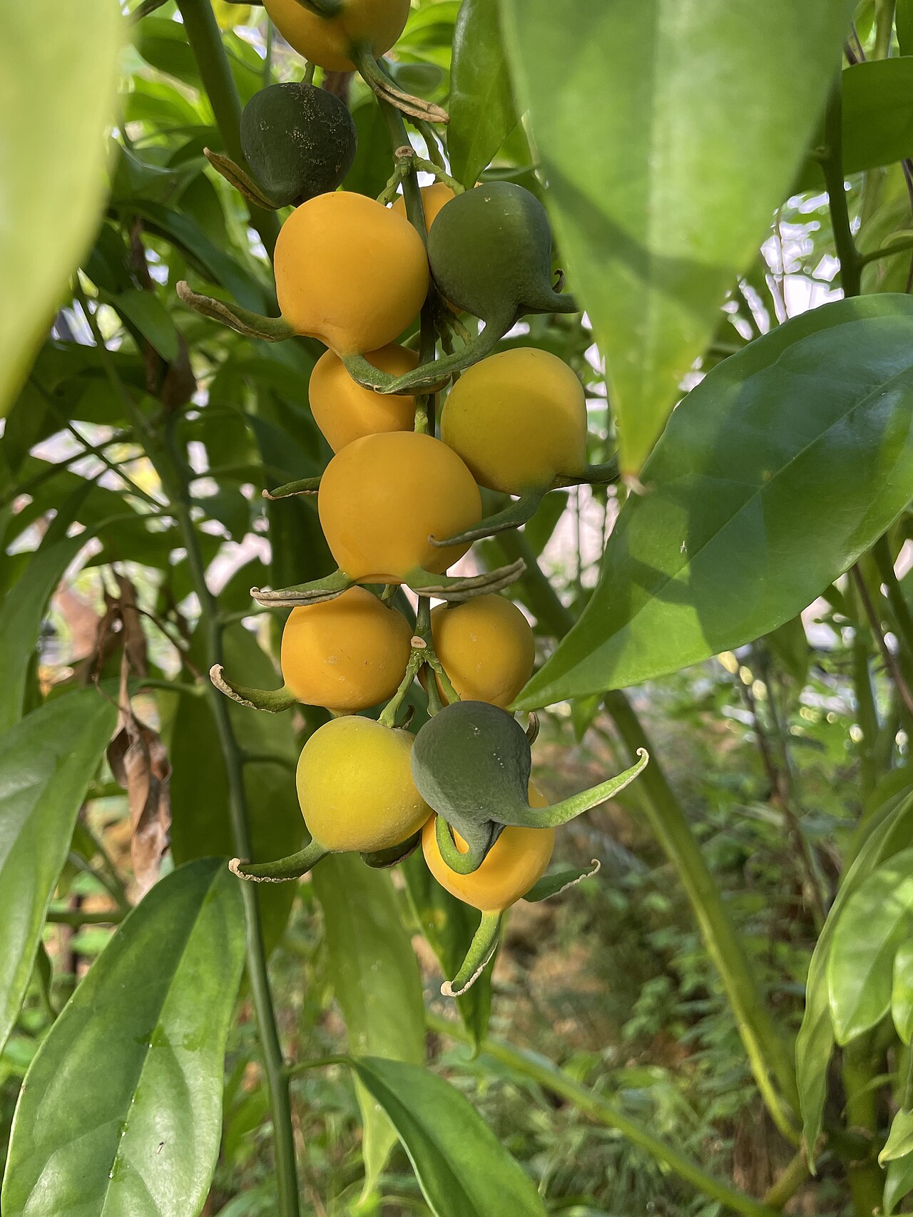 Styloceras brokawii: Styloceras brokawii, Botanischer Garten der Universität Zürich