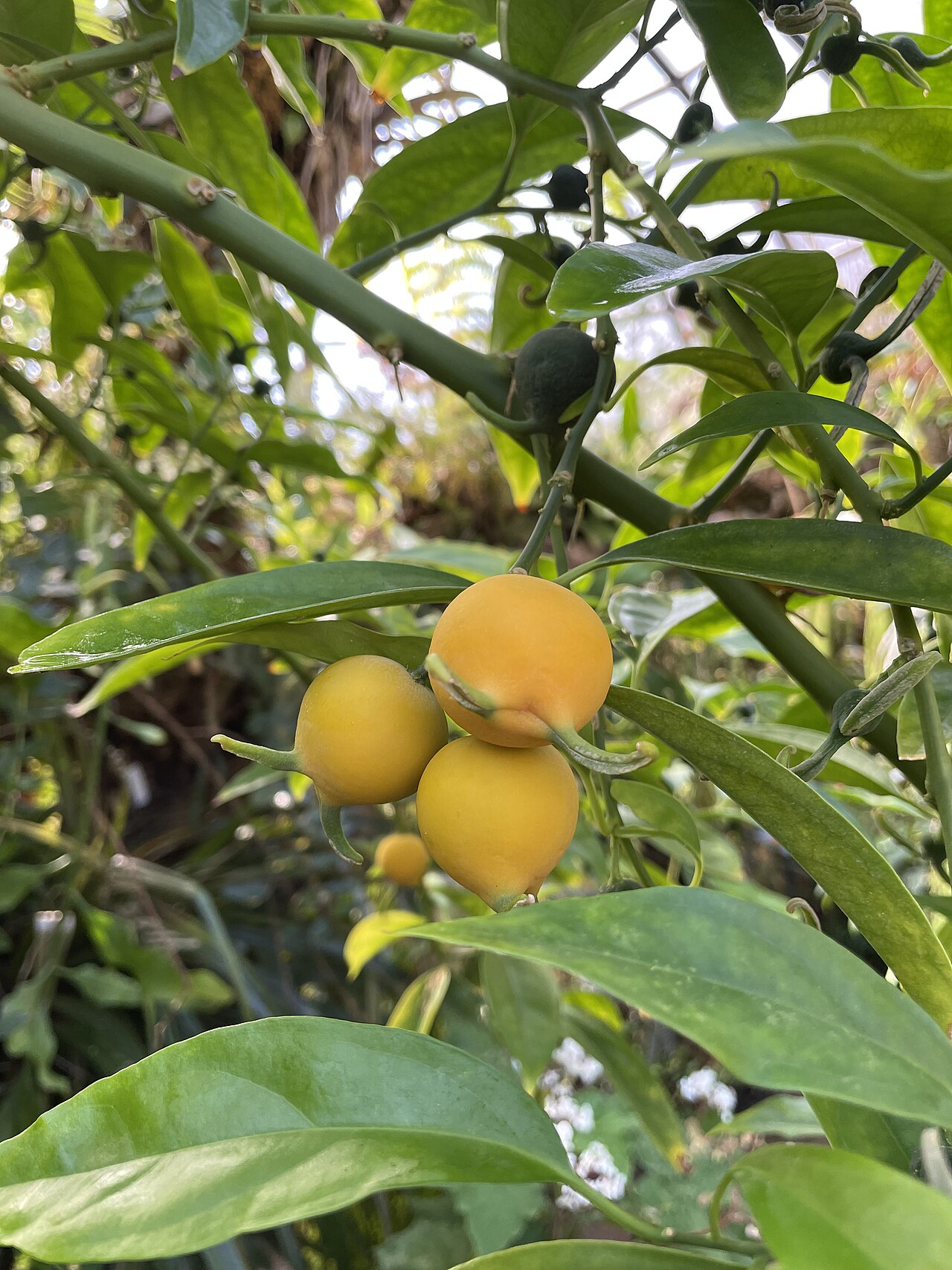 Styloceras brokawii: Styloceras brokawii, Botanischer Garten der Universität Zürich