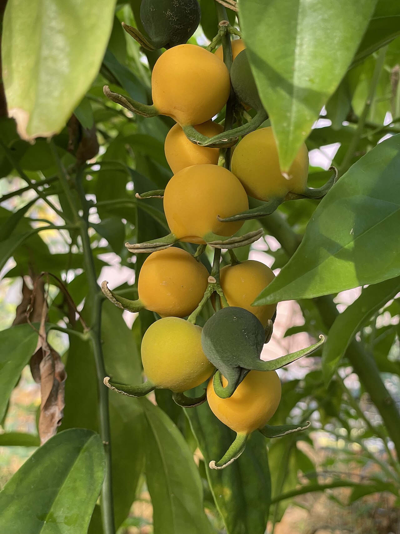 Styloceras brokawii: Styloceras brokawii, Botanischer Garten der Universität Zürich