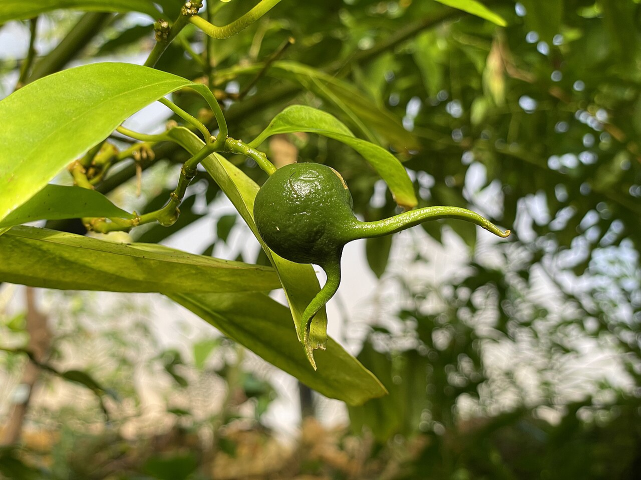Styloceras brokawii: Styloceras brokawii, Botanischer Garten der Universität Zürich