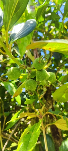 Styloceras laurifolium (Styloceras laurifolium)