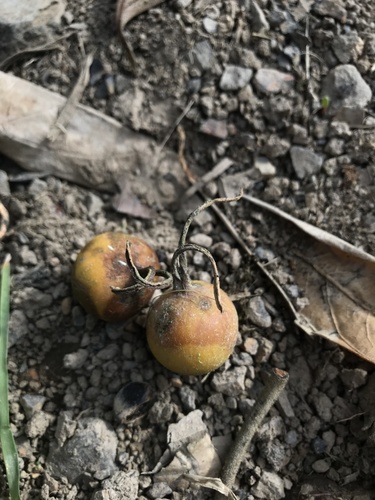 Styloceras laurifolium (Styloceras laurifolium)