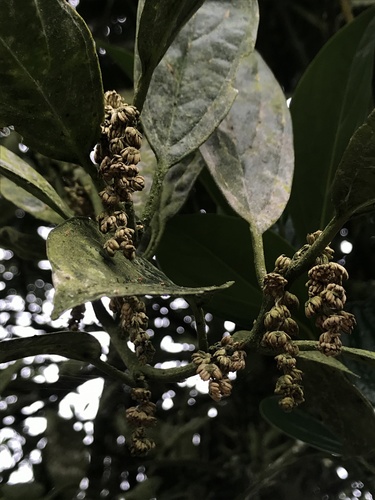 Styloceras laurifolium (Styloceras laurifolium)