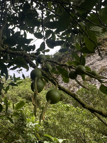 Styloceras laurifolium (Styloceras laurifolium)