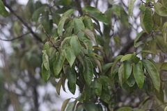 Styrax suberifolius (Styrax suberifolius)