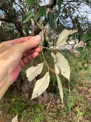 Styrax suberifolius (Styrax suberifolius)