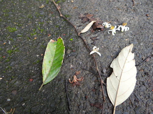 Styrax suberifolius (Styrax suberifolius)