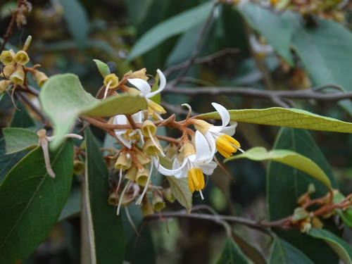 Styrax suberifolius (Styrax suberifolius)