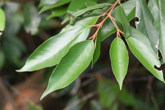 Styrax suberifolius (Styrax suberifolius)