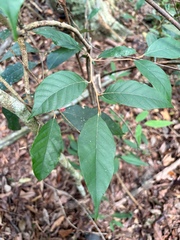 Styrax suberifolius (Styrax suberifolius)