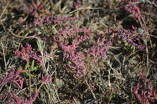 Herbaceous seepweed: Suaeda maritima (known in English as seepweed or sea-blite), in a pasture in Pădurea Letea (Letea Forest) Nature Reserve, Tulcea County, Romania. Its high salt