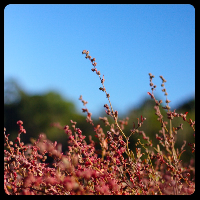 Herbaceous seepweed: Suaeda, location Huntleys Point Road, Hunters Hill, NSW