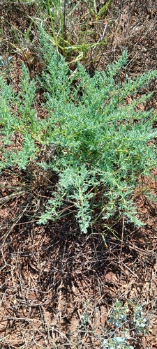 Herbaceous seepweed (Suaeda maritima)