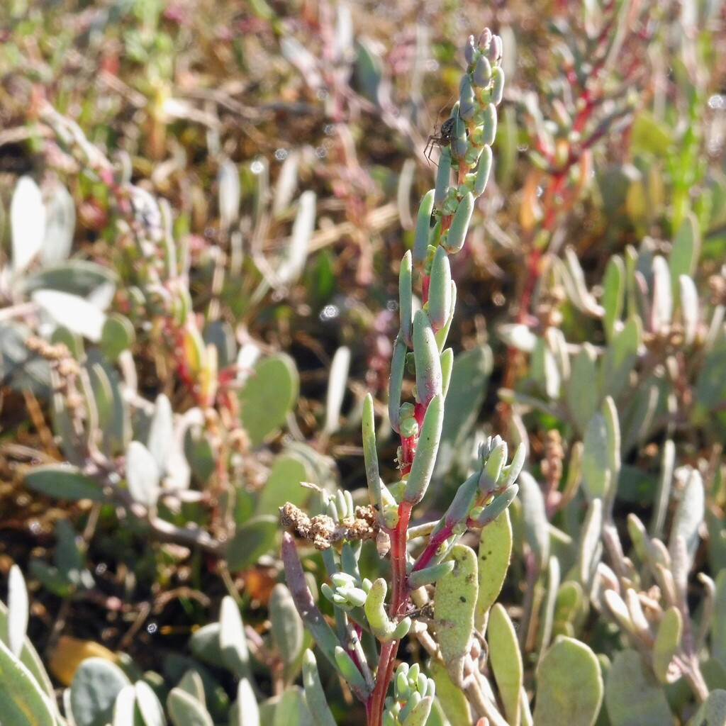 Herbaceous seepweed (Suaeda maritima)
