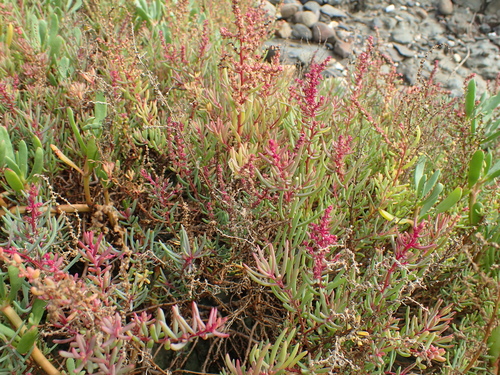 Herbaceous seepweed (Suaeda maritima)