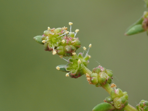 Herbaceous seepweed (Suaeda maritima)