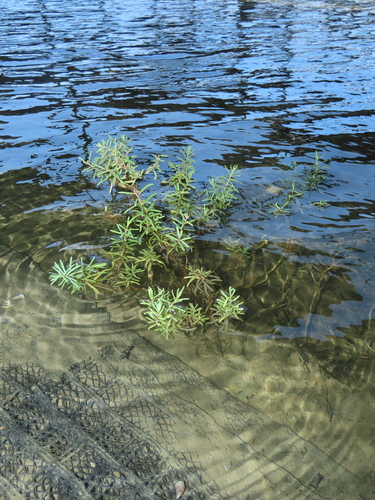 Herbaceous seepweed (Suaeda maritima)