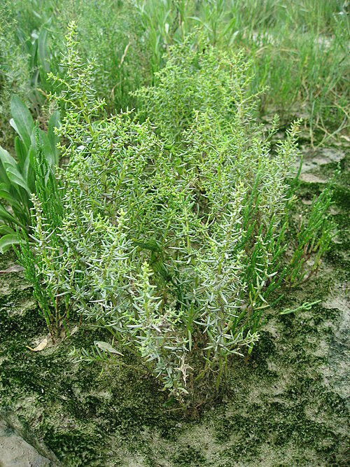 Herbaceous seepweed: Soude Maritime ( Suaeda maritima ) in Baie de Somme Map: 50° 11' 40" N 1° 38' 54" E