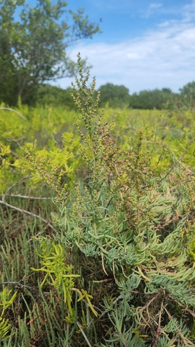Herbaceous seepweed (Suaeda maritima)