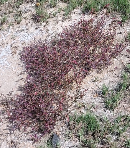 Herbaceous seepweed (Suaeda maritima)