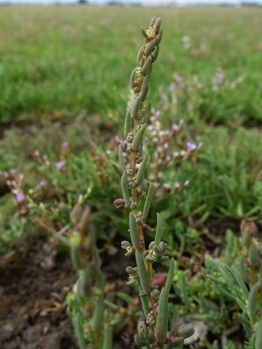 Herbaceous seepweed (Suaeda maritima)